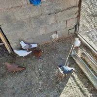 فرو ش کبوتر