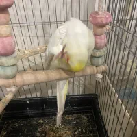 عروس شاه تخم سخنگو|پرنده|رباطکریم, رباطکریم|دیوار