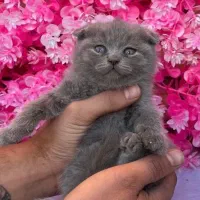 توله بچه گربه های اسکاتیش و بریتیش غذا خور