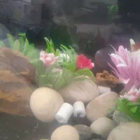 لوازم آکواریوم