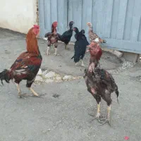 ۷ عدد مرغ و خروس لاری توعکس معلومه حضوری هم بیا|حیوانات مزرعه|ویسیان, |دیوار