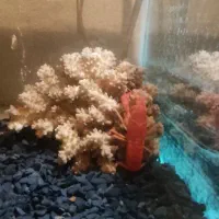 ماهی آکواریوم .لاوستر|ماهی|دماوند, دماوند|دیوار