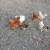 مرغ و خروس برهما فروشی