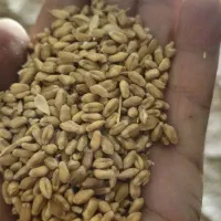 گندم|خوردنی و آشامیدنی|چرداول, |دیوار