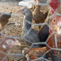 مرغ خروس نصل دار برای مال داری|پرنده|بمپور, |دیوار