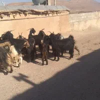 حیوانات مزرعه|حیوانات مزرعه|شیراز, اکبر آباد|دیوار