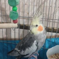 عروس هلندی نر وماده
