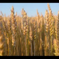 بذر گندم مادری