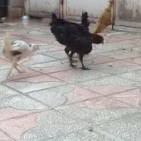 جوجه گلین|حیوانات مزرعه|شیراز, کوشک میدان|دیوار