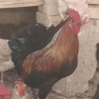 دو عدد خروس