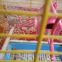 فنچ|پرنده|خمینی‌شهر, |دیوار