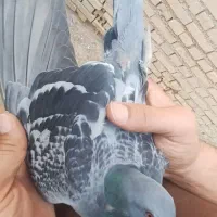 کبوتر پلاکی|پرنده|شوشتر, |دیوار