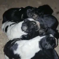 توله قدرجونی  خالص|سگ|داران, |دیوار