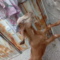 بز ماده|حیوانات مزرعه|بندر کنگان, |دیوار