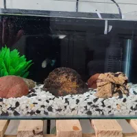 آکواریوم ماهی