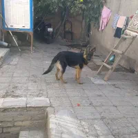 ژرمن