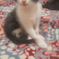 دوعدد بچه گربه