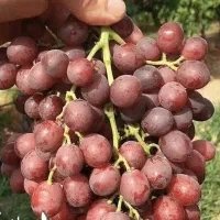 ارائه نهال انگورکریسمون پربار و شیرین