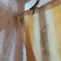 پرنده عروس هلندی