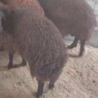 بره قوچ همو|حیوانات مزرعه|عسگران, |دیوار