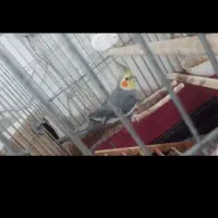 عروس هلندی جفت نرو ماده