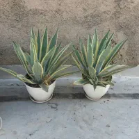 گل آگاوابلق