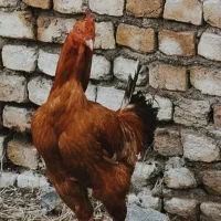 خروس لاری ایرانی اصیل