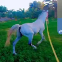 اسب نریان سرحال