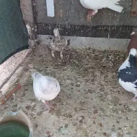 کبوتر پرشی جنگنده|پرنده|تاکستان, |دیوار