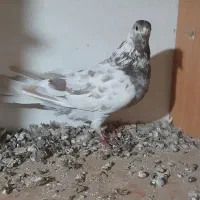 کبوتر|پرنده|ابهر, |دیوار