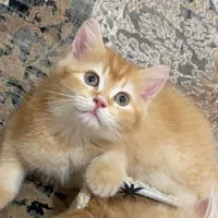 بچه گربه بریتیش شورت هیر چینچیلا ۳ماهه