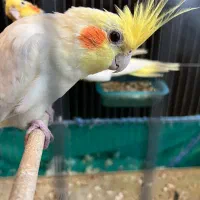 طوطی عروس هلندی مولد