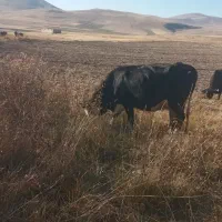 گاو سیمینتال شکم اول یه هفته مونده به زایمان|حیوانات مزرعه|اهر, |دیوار