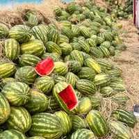 هندوانه شیرازی درجه یک|خوردنی و آشامیدنی|مشهد, شهرک صنعتی توس|دیوار