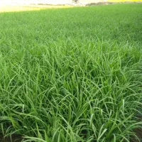تولکی برنج طارم