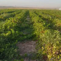 نهال انگور با ضمانت کتبی|خدمات باغبانی و درختکاری|تاکستان, |دیوار