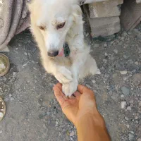 سگگ|سگ|میناب, |دیوار