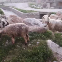 میش|حیوانات مزرعه|ایذه, |دیوار