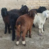 بره ماده داشتی(شیشک میش تقلی قوچ بز کهره)