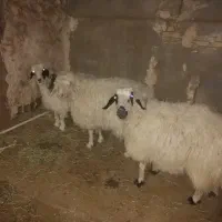 بره ماده چاق