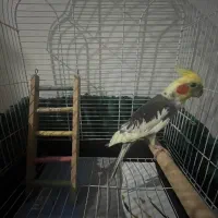 عروس هلندی نر بالغ|پرنده|تهران, جنت‌آباد مرکزی|دیوار