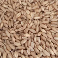 گندم بذری دیم درجه یک کم نظیر|خدمات باغبانی و درختکاری|خرم‌آباد, |دیوار