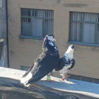 کفتر ساده افشون