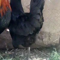 مرغ جوان