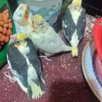 عروس هلندی لوتینوودوکت|پرنده|تهران, هاشم‌آباد|دیوار