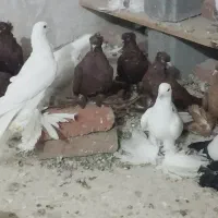 الوان ناریش