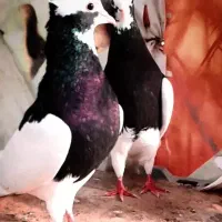 طوق سیاه سیبیل وصل زات قدیم