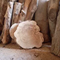 چوب برش خورده کالباسی درجه یک راش ۶ عدد