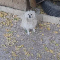 سگ پا کوتاه گمشده