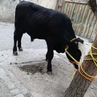 قصاب سلاخ|خدمات پذیرایی، مراسم|اسلامشهر, شهرک واوان|دیوار